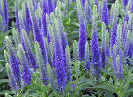 Veronica 'Sunny Border Blue'