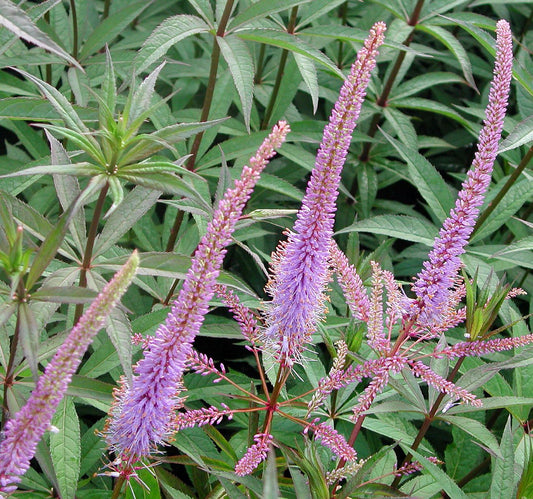 Veronicastrum virginicum 'Fascination'