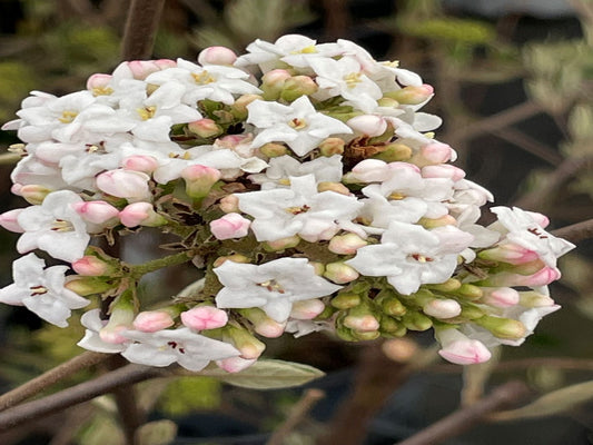 Viburnum x carlcephalum