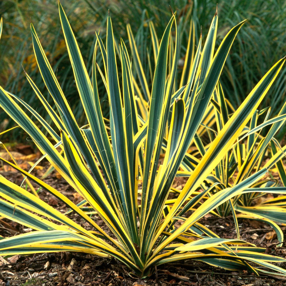 Yucca filamentosa 'Bright Edge'