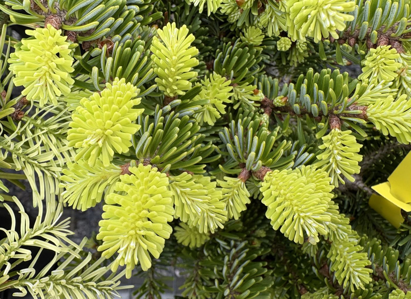 Abies nordmanniana 'Munsterland'