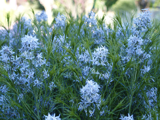 Amsonia hubrichtii 'Butterscotch'