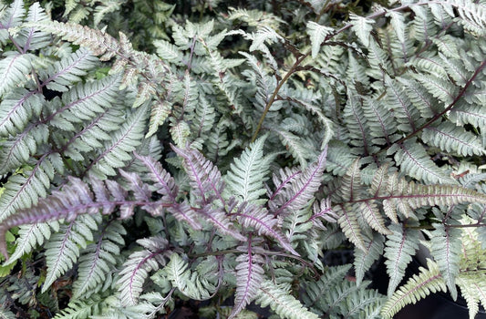 Athyrium niponicum 'Burgundy Lace'