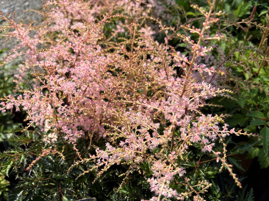 Astilbe simplicifolia 'Sprite'