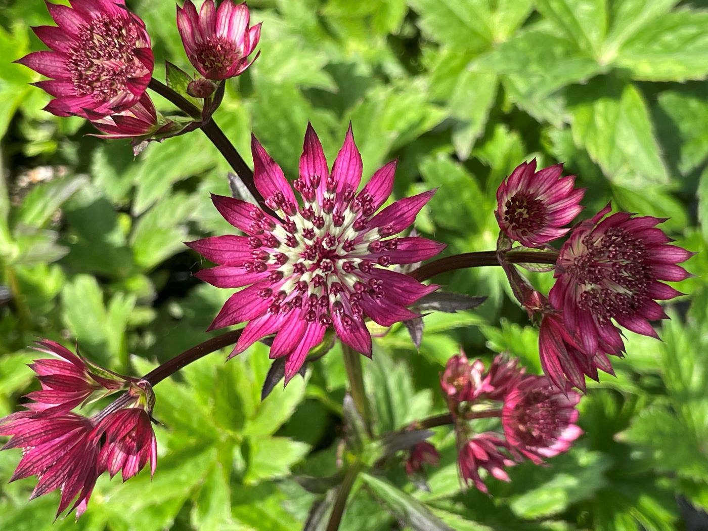 Astrantia major 'Ruby Wedding' – Bunchberry Nurseries