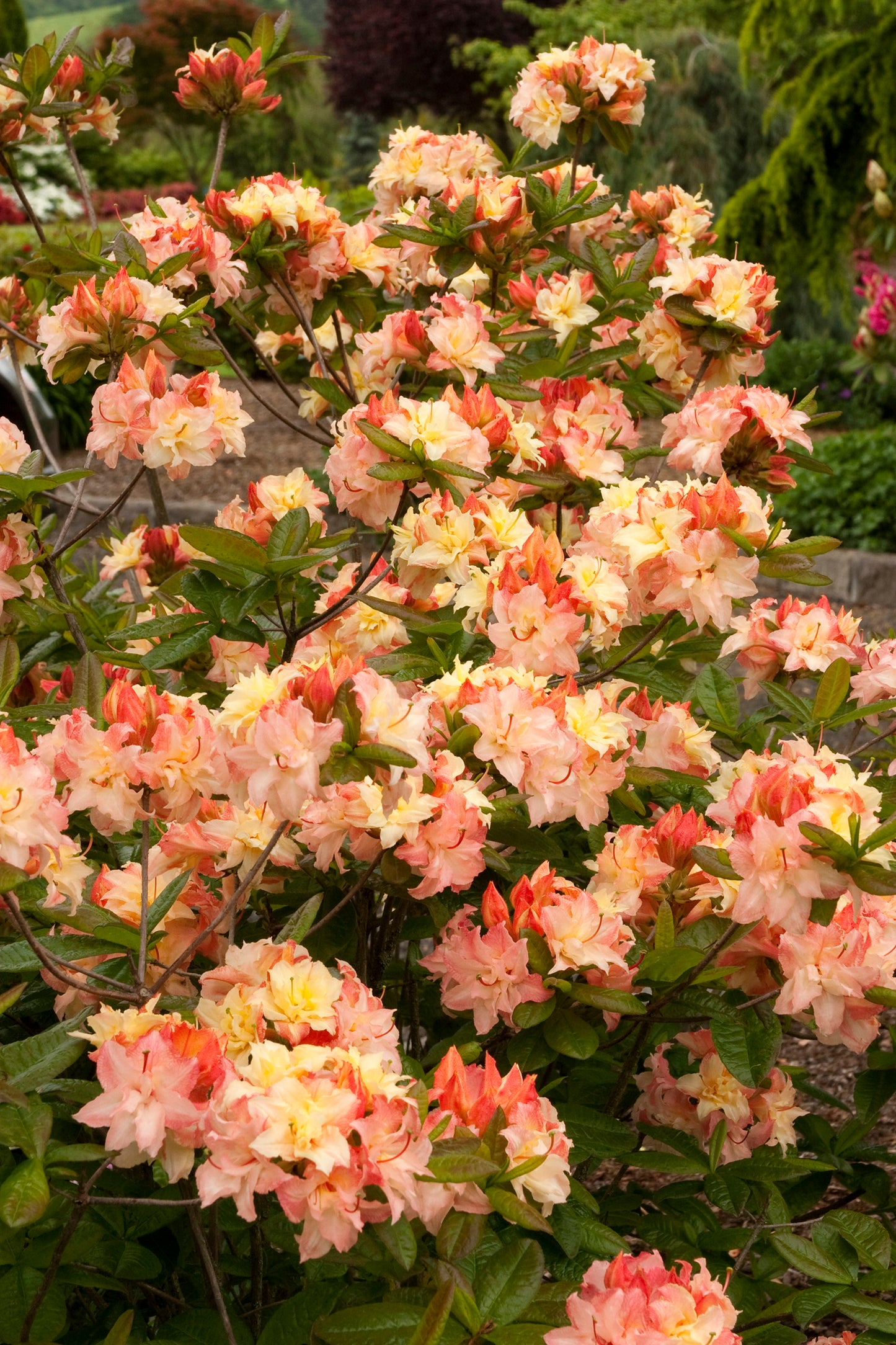 Rhododendron 'Cannon's Double' (Azalea)