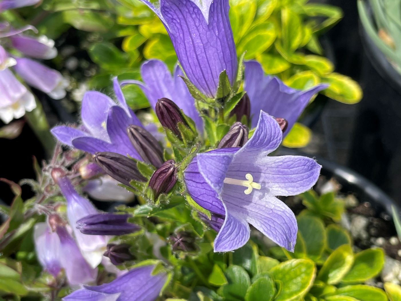 Campanula dasyantha