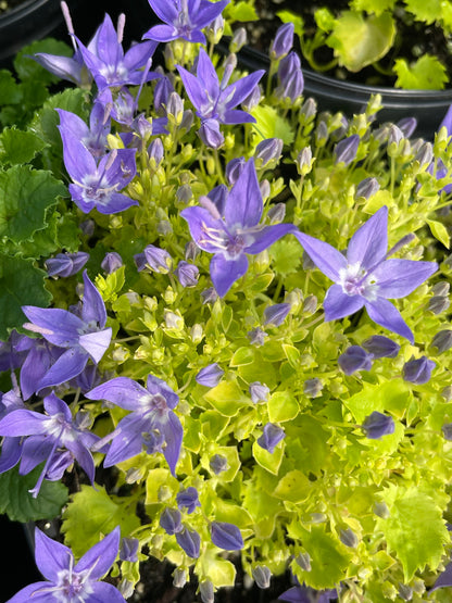 Campanula garganica 'Dickson's Gold'