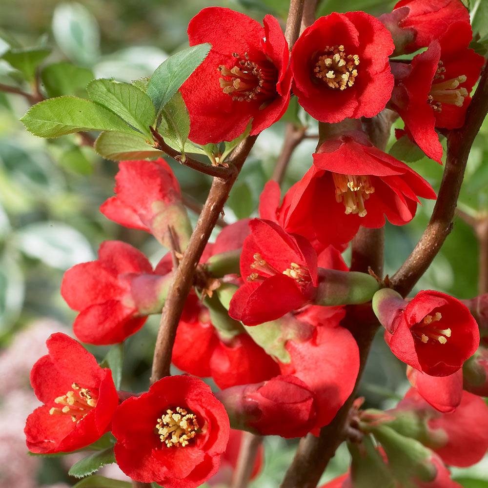 Chaenomeles speciosa 'Texas Scarlet'