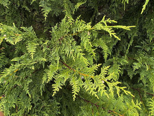 Chamaecyparis nootkatensis 'Aurea'