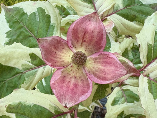 Cornus kousa 'Akatsuki'