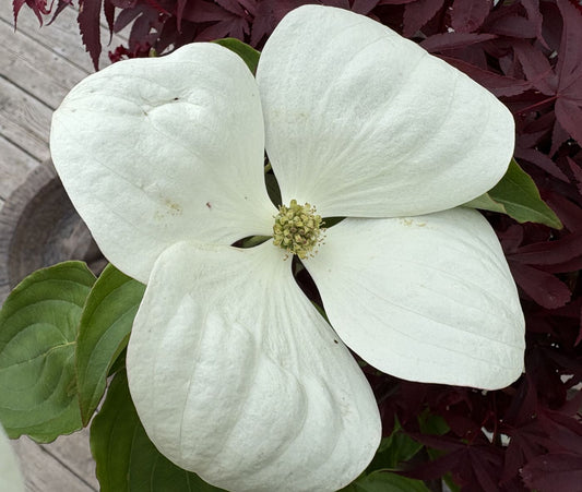 Cornus x 'Venus'