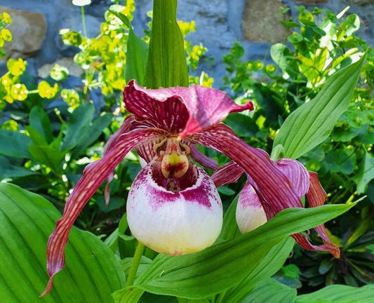 Cypripedium 'Lucy Pinkepank'