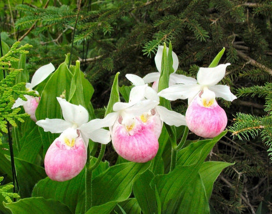 Cypripedium reginae