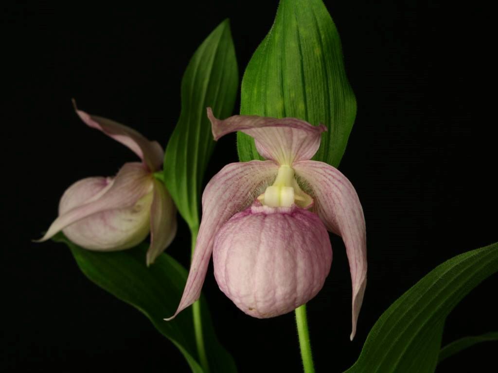 Cypripedium 'Renate'