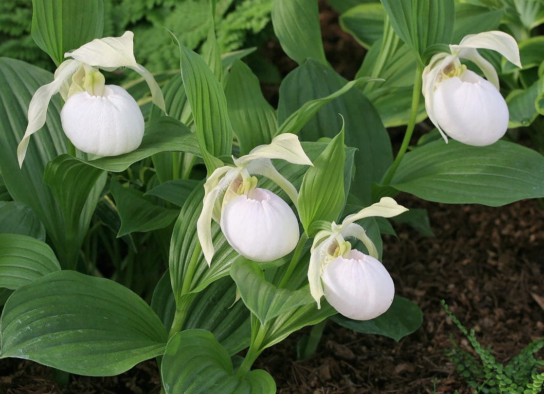 Cypripedium 'Sabine Pastel'