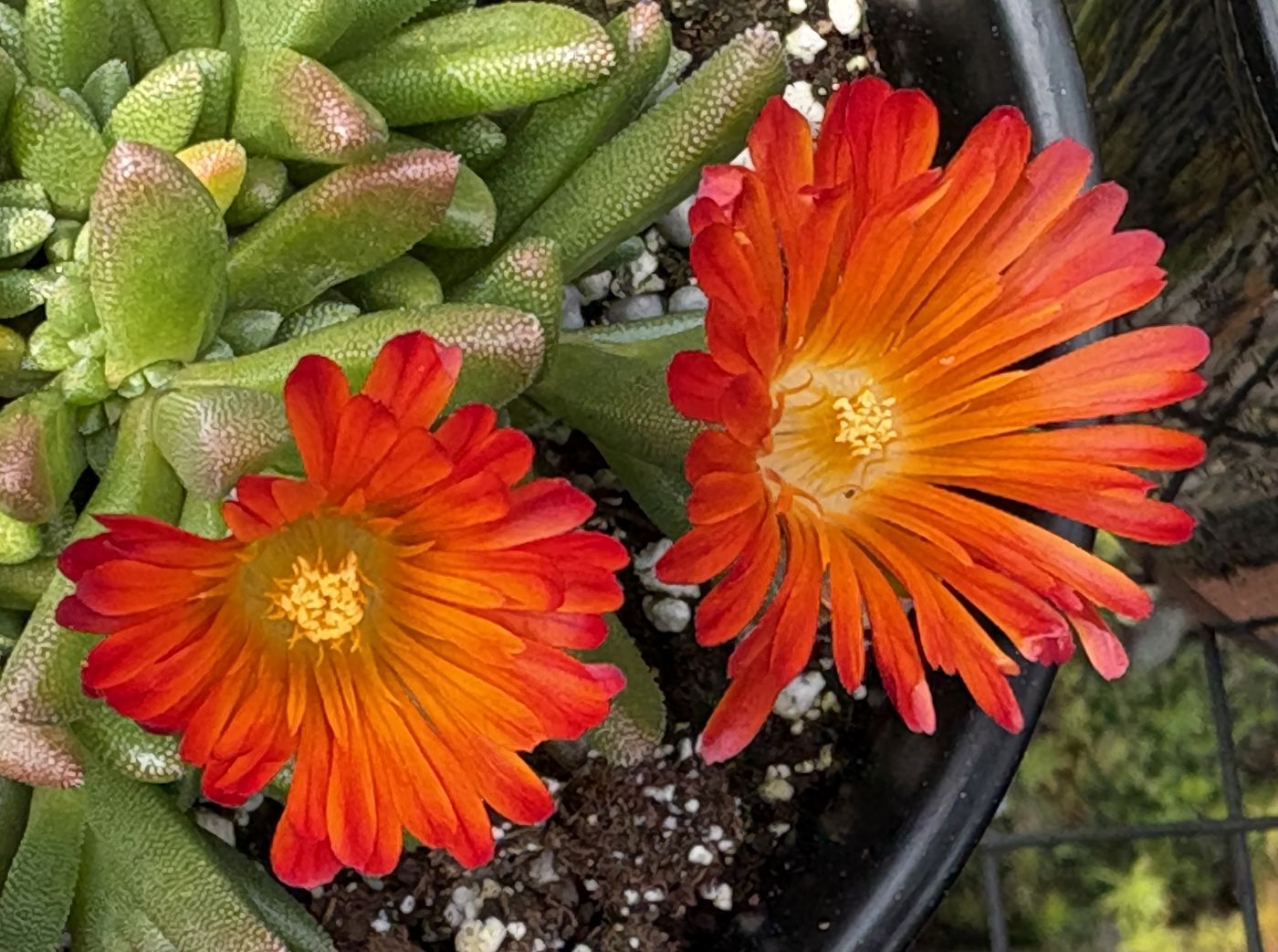 Delosperma 'Ocean Sunset Orange Glow'