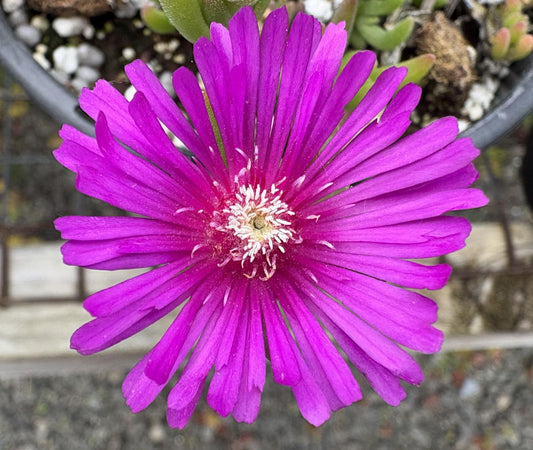 Delosperma cooperi