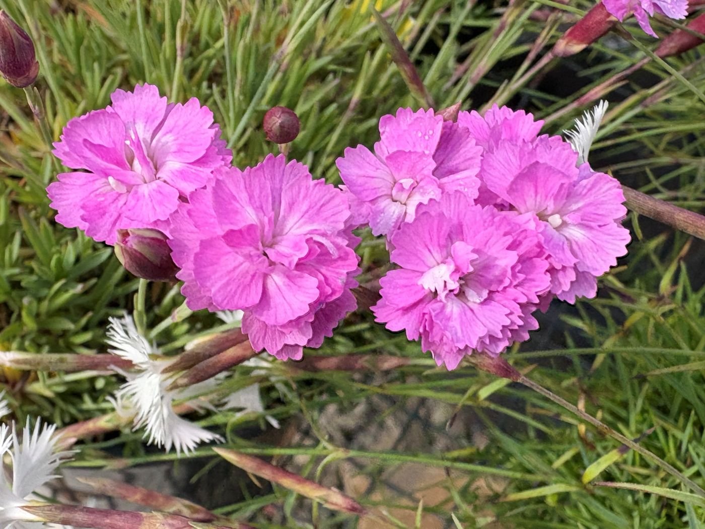 Dianthus gratianopolitanus 'Tiny Rubies'