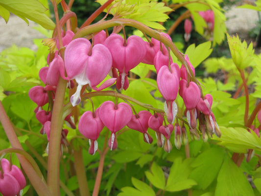 Dicentra spectabilis 'Gold Heart'