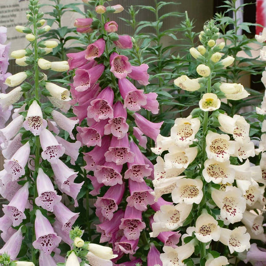 Digitalis purpurea 'Camelot Mix'