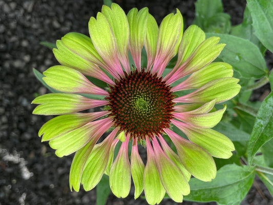 Echinacea purpurea 'Green Twister'