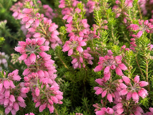 Erica x williamsii 'Ken Wilson'