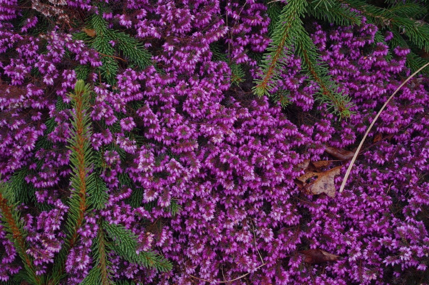 Erica carnea 'Myrtoun Ruby'