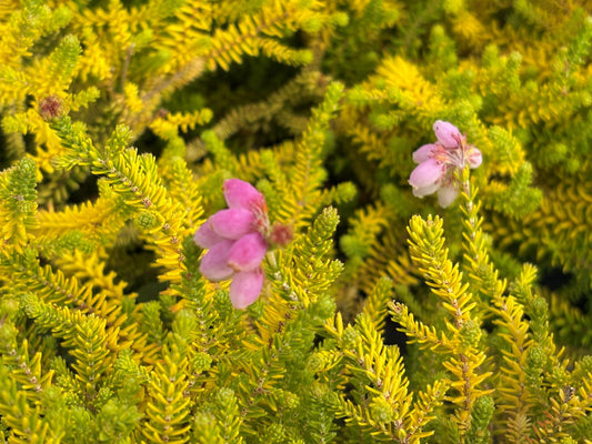 Erica tetralix 'Swedish Yellow'