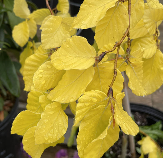 Fagus sylvatica 'Aurea Pendula'