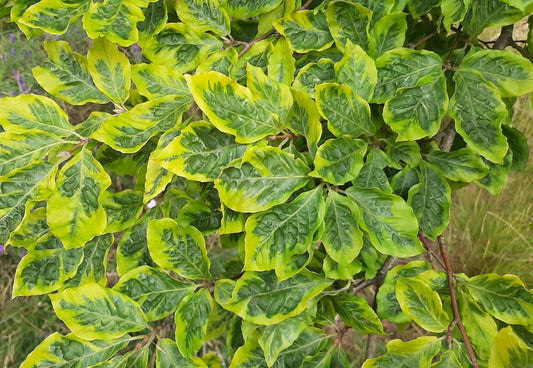 Fagus sylvatica 'Bicolor Sartini'