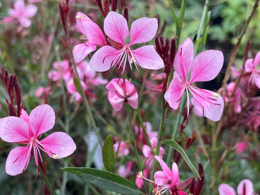 Gaura lindheimeri 'Confetti Pink'