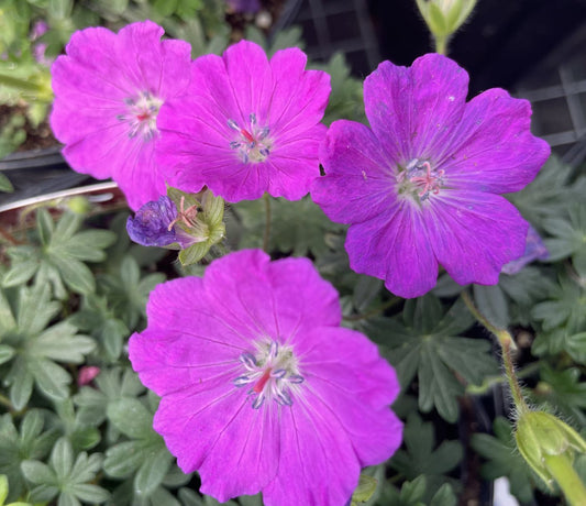 Geranium sanguineum 'Max Frei'