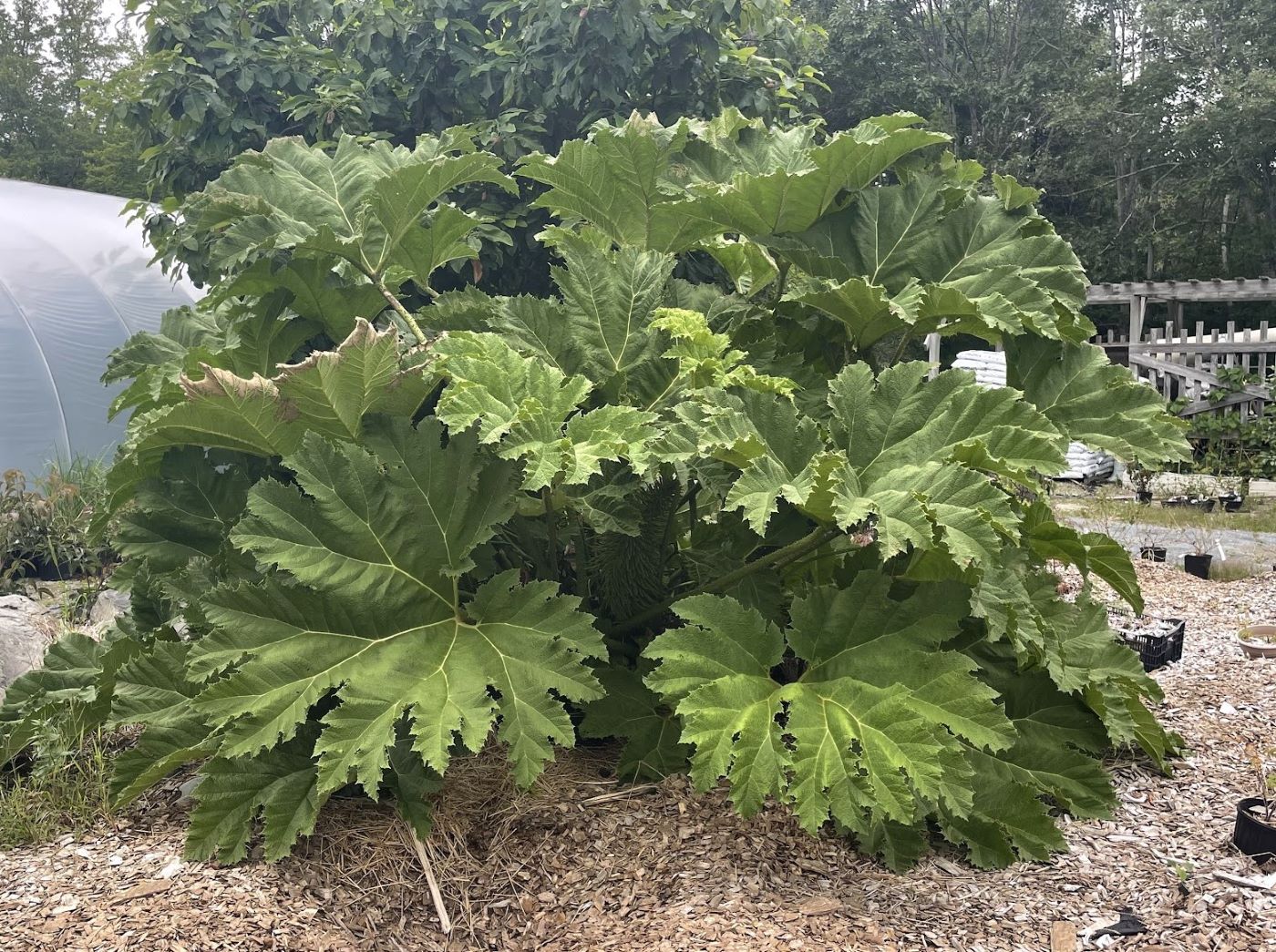 Gunnera manicata