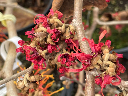 Hamamelis x intermedia 'Diane'