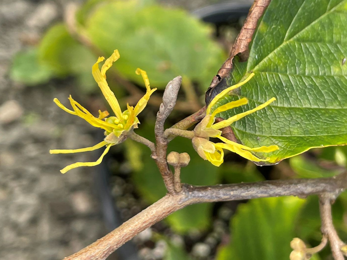 Hamamelis virginiana