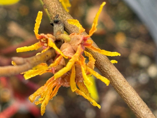 Hamamelis x 'Winter Champagne'