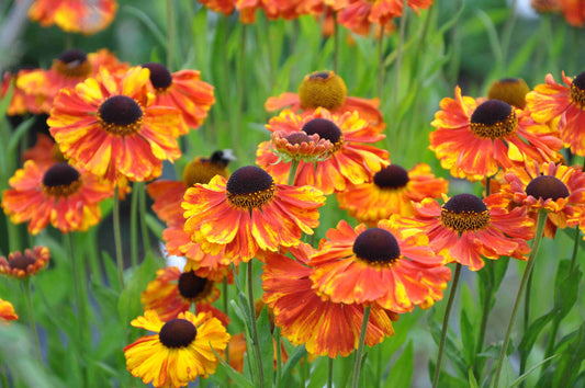 Helenium 'Moerheim Beauty'