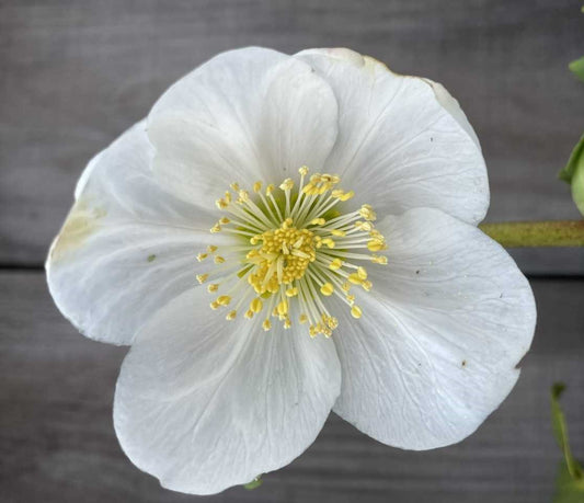 Helleborus niger