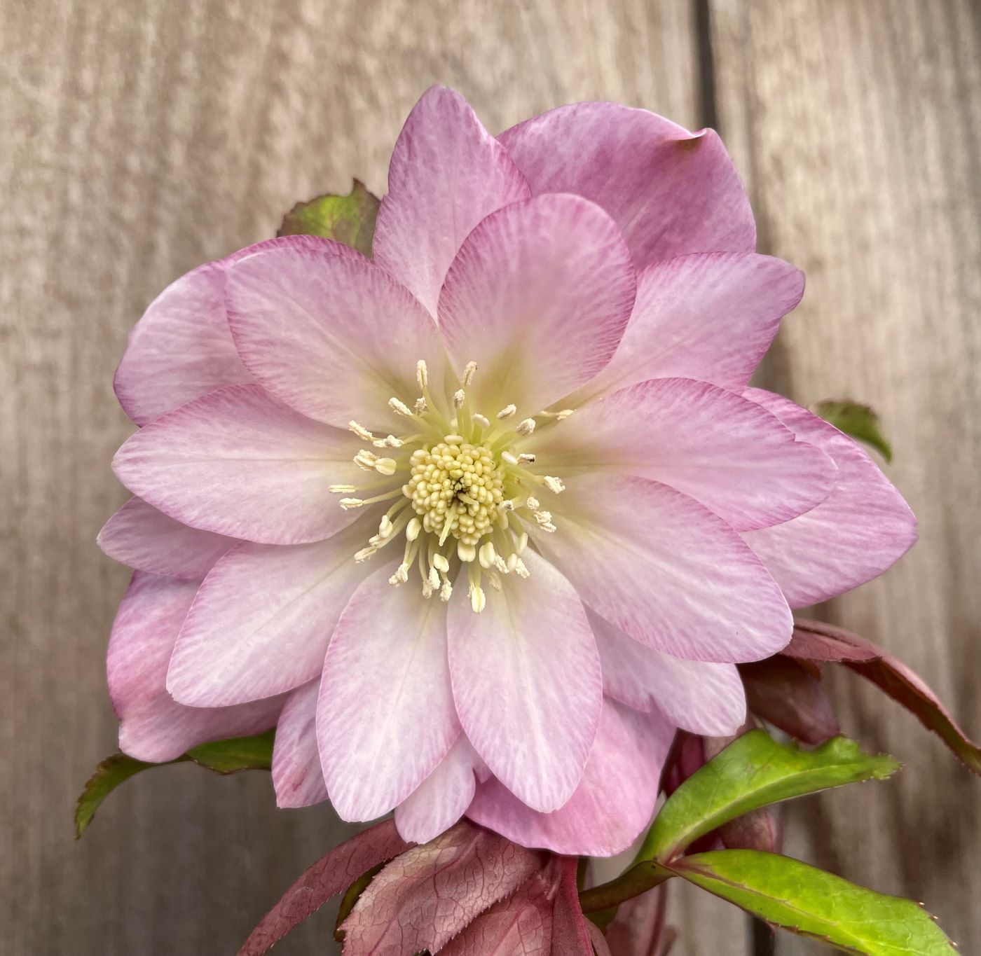 Helleborus 'North Star Pink'