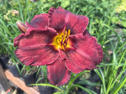 Hemerocallis 'Black Stockings'