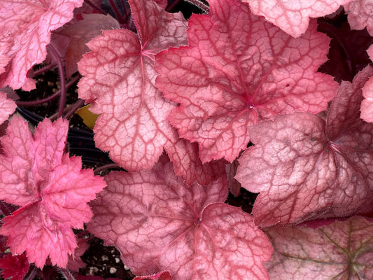 Heuchera 'Georgia Peach'