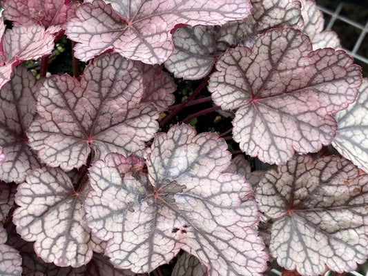 Heuchera 'Silver Scrolls'