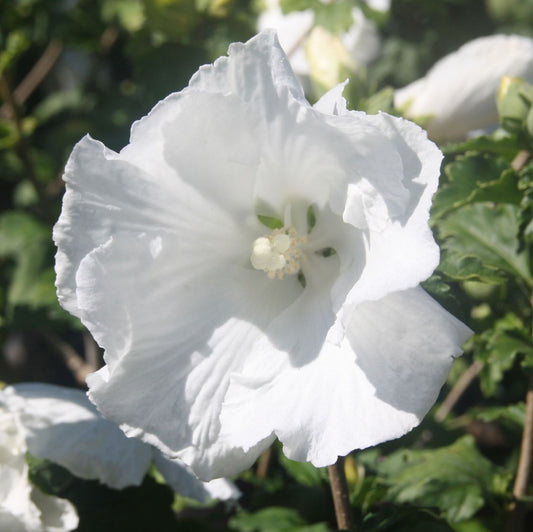 Hibiscus syriacus 'Diana'