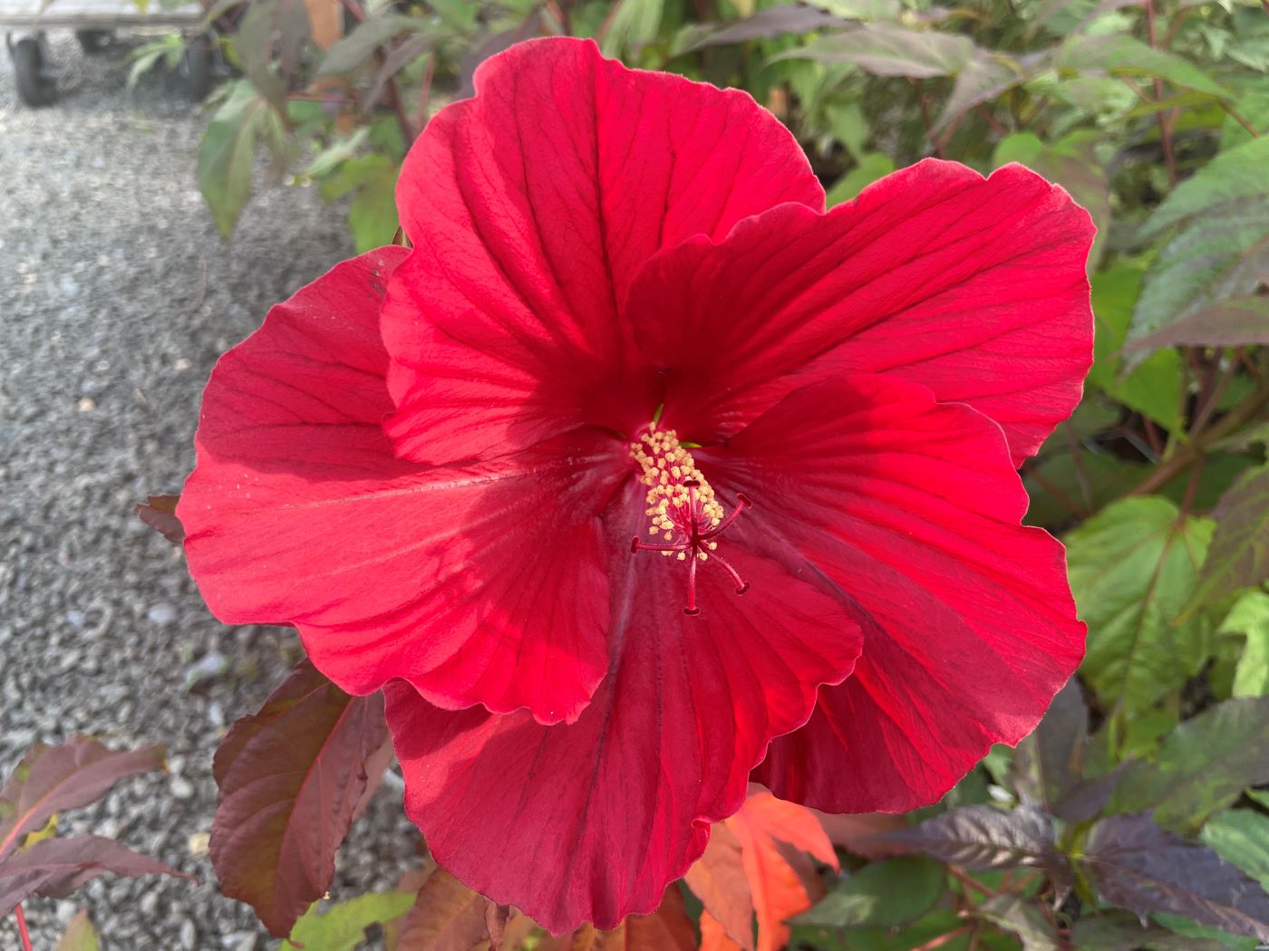 Hibiscus 'Mars Madness'