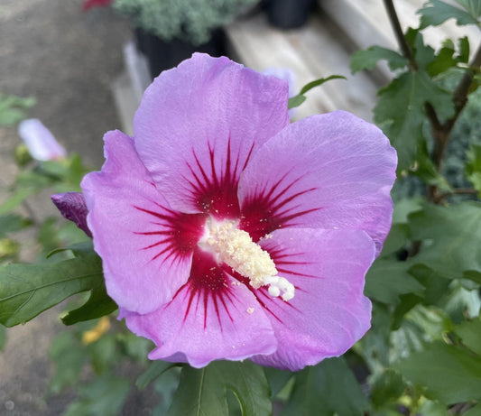 Hibiscus syriacus 'Minerva'