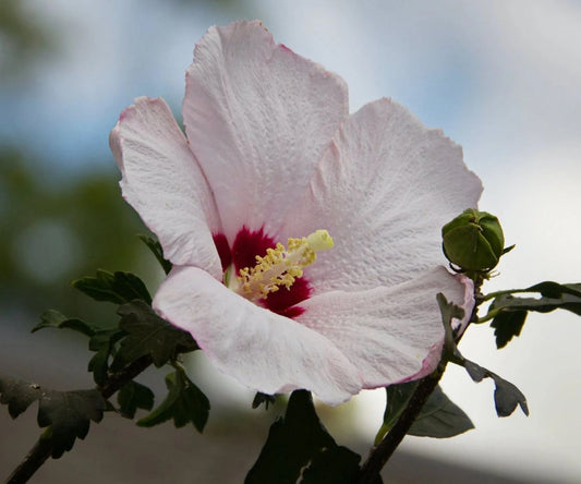 Hibiscus syriacus 'Red Heart'