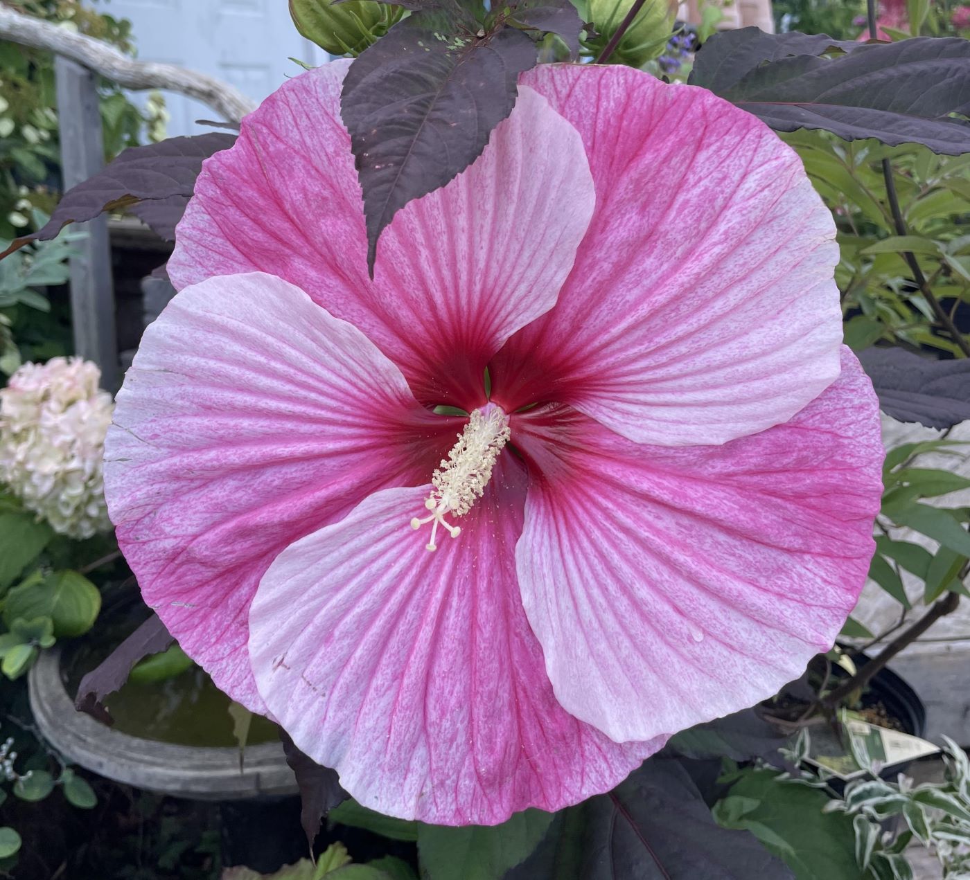 Starry Night Spring Hibiscus 'Starry Starry Night' – Bunchberry Nurseries