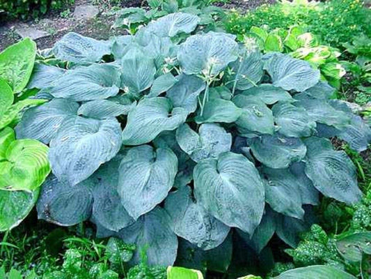 Hosta 'Blue Angel'