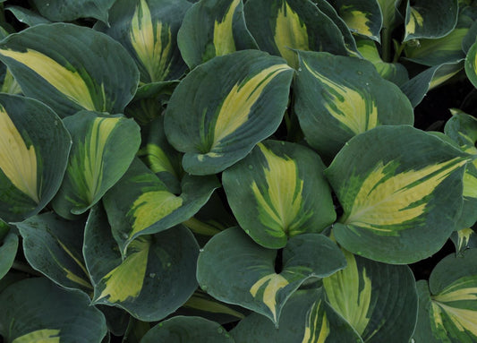 Hosta 'Dream Weaver'